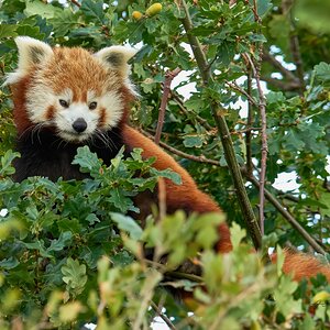 red panda 2020 (2).jpg