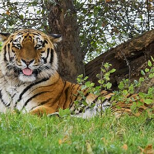 tiger 2017 (2).jpg