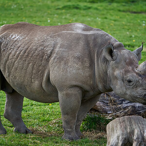 rhinos 2021.jpg