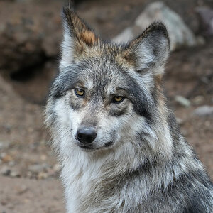 copyright HOOD wolf 324.jpg