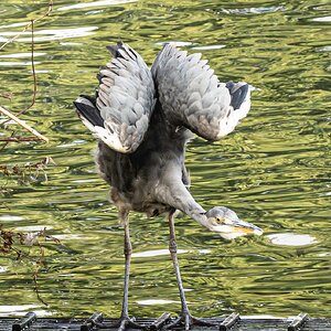 crane_pose-2.jpg