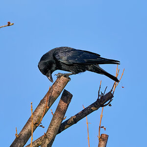 crow 2023.jpg