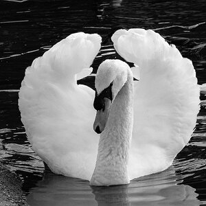 swan_bw_IR-10.jpg