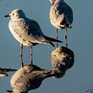 seagull_reflection-1.jpg