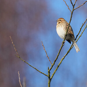 reed-bunting-DSC09168-2048px.jpg