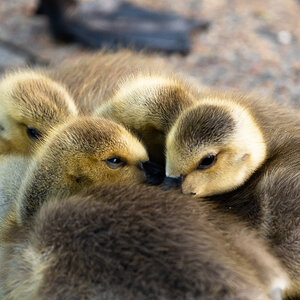 goose_chicks-1.jpg