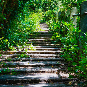 shaddy_path-1.jpg