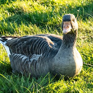 geese_grass-1.jpg