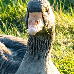 geese_grass-2.jpg