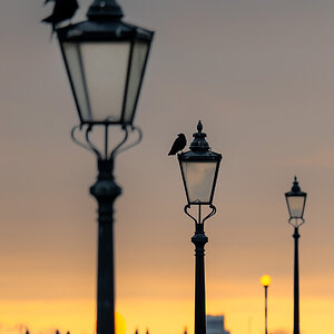 crow_sunset-3.jpg