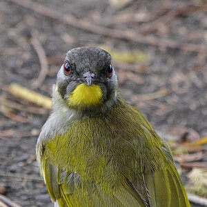 Yellow throat looking.jpg