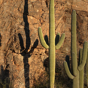 Sabino Canyon S5654.jpg