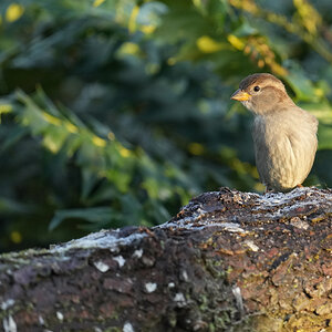 Sparrow-DSC08910-2048px.jpg