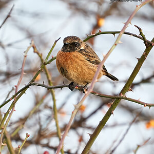 stonechat 2023 7.jpg