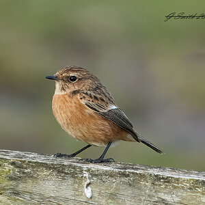 stonechat 2023 10.jpg