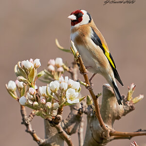 goldfinch 2022.jpg