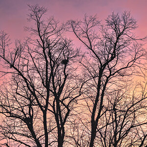 tree_red_set-2.jpg