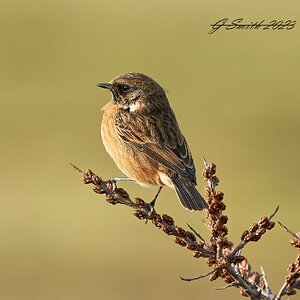 stonechat 2023 (3).jpg