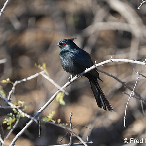 phainopepla_male S5717.JPG