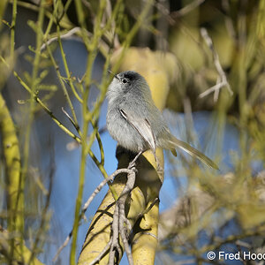 black tailed gnatcatcher_male S5727.JPG