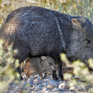 Starr Pass javelinas S5770.JPG
