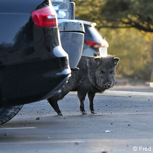 Starr Pass javelinas S5806.JPG