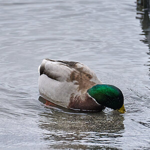 DSC00105.jpg