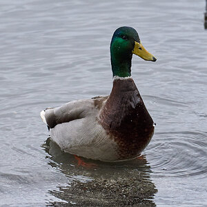 DSC00107.jpg