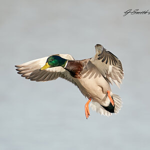 duck 2023 1.jpg