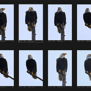 Choosing a Photo.jpg