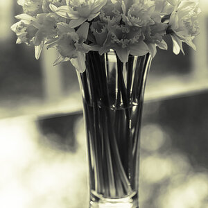 daffs_bw-4.jpg