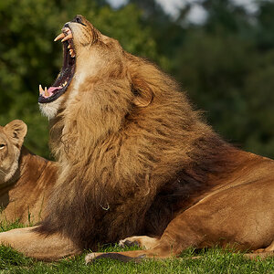 lion 2020.jpg