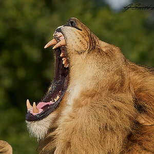 lion 2020 1.jpg