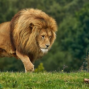 lion 2020 16.jpg