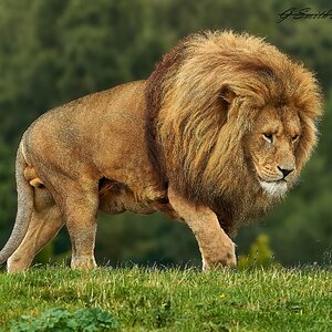 lion 2020 17.jpg