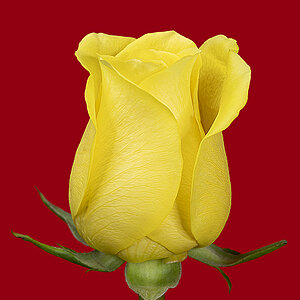 Yellow Rose.jpg