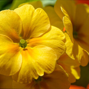 Sunny Yellow.jpeg