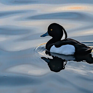 cruising_duck-1.jpg