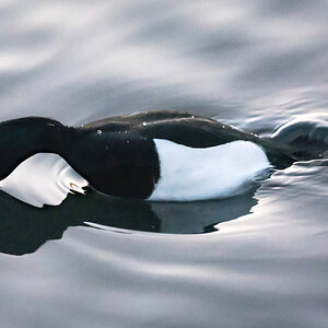 diving_duck-1.jpg