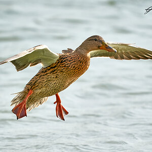 duck 2023  1.jpg