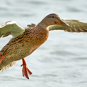 duck 2023 .jpg