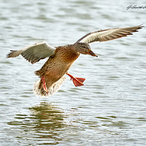 duck 2023 6.jpg