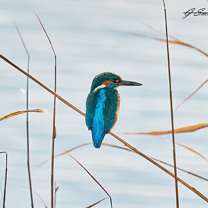 kingfisher 2023 11.jpg