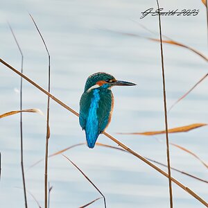 kingfisher 2023.jpg