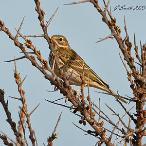 rock pipit 2023.jpg
