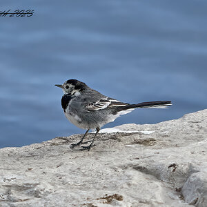 pied wagtail 2023 .jpg