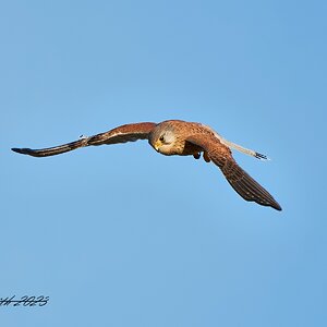 kestrel  2023  4.jpg