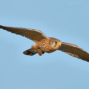 kestrel  2023  3.jpg