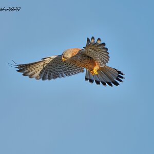 kestrel  2023  1.jpg