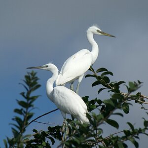 egret_04.jpg